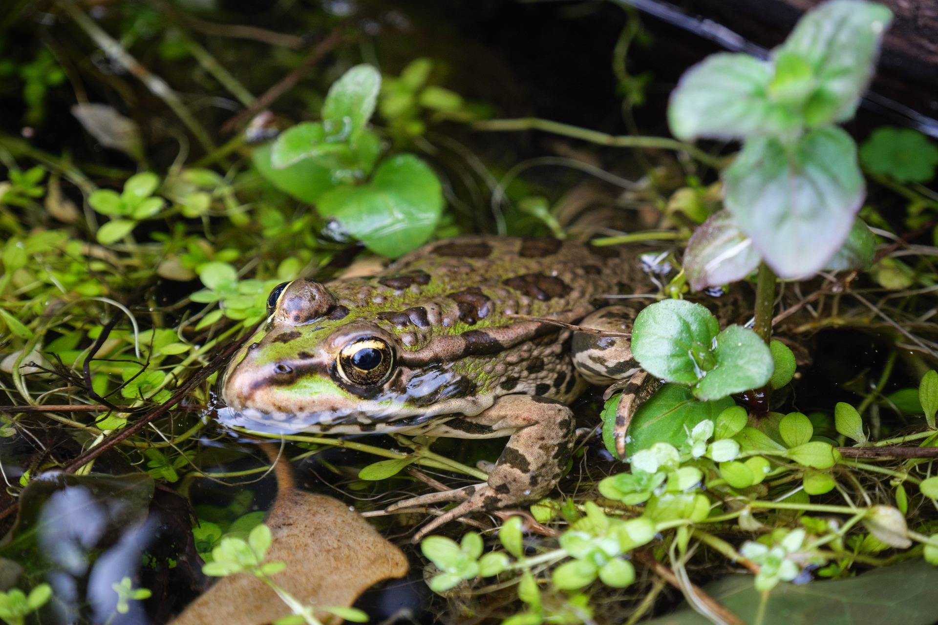 toad-5071552_1920