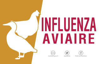 CP-Influenza-aviaire_large