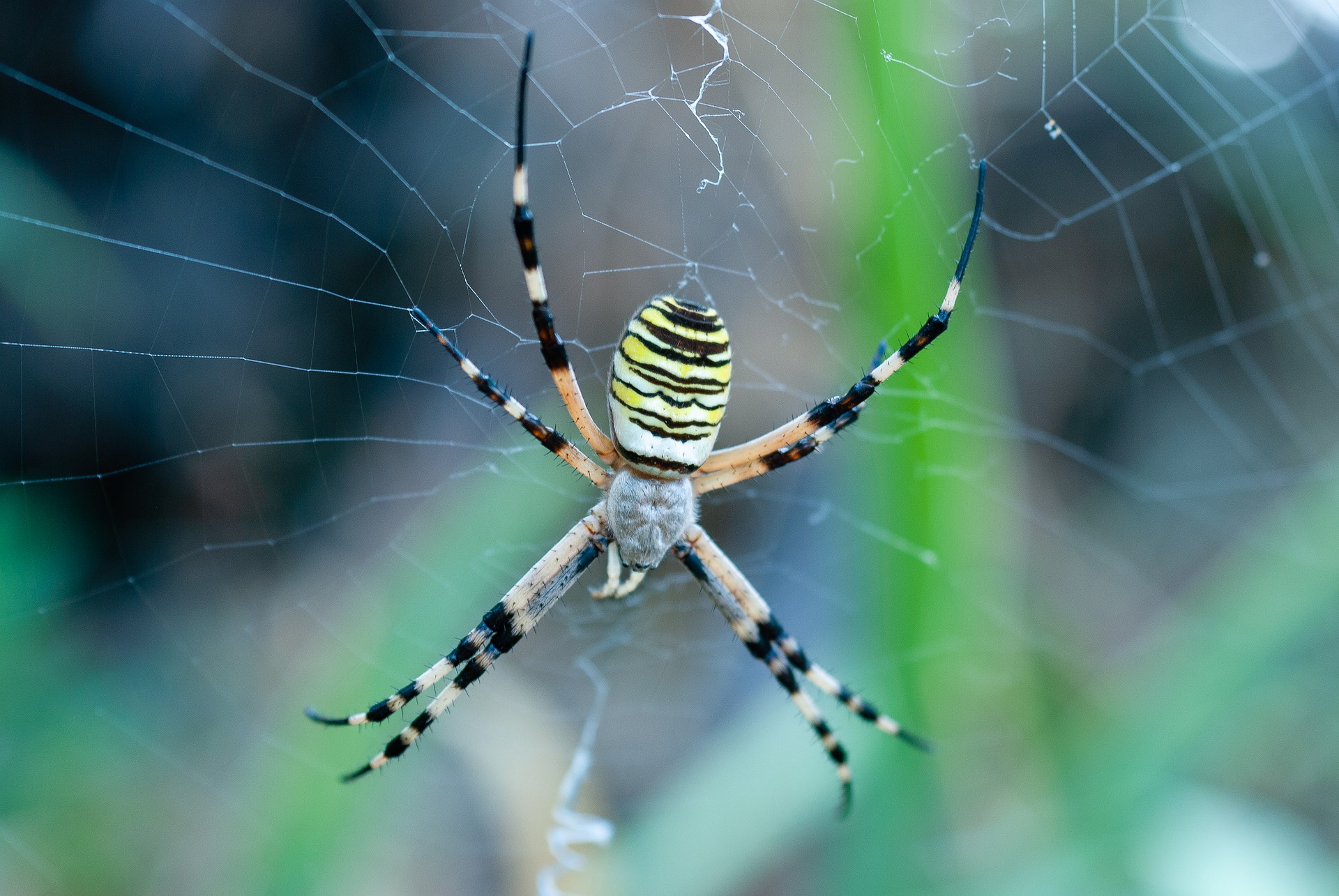 spider-ga74b10b8f_1920