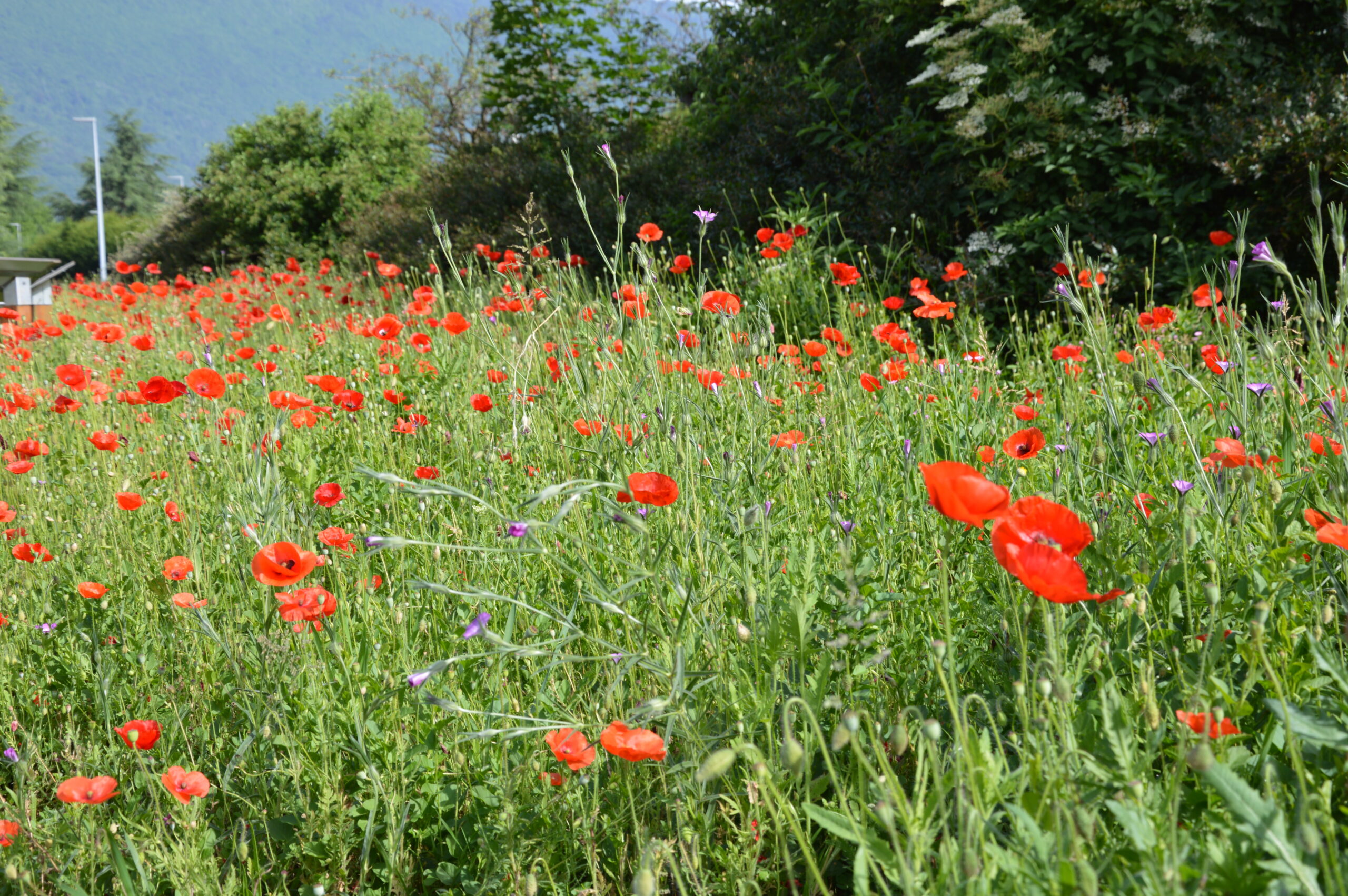 prairie fleurie