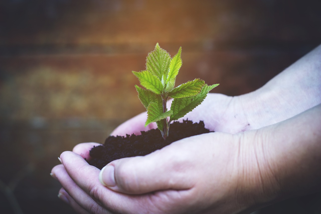 seedling-6404598_1280