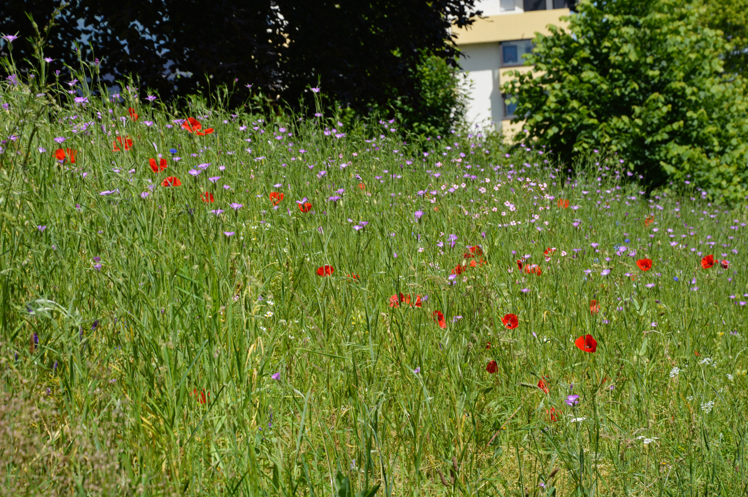 20240528_Prairie fleurie vers gymnase Coubertin (2)